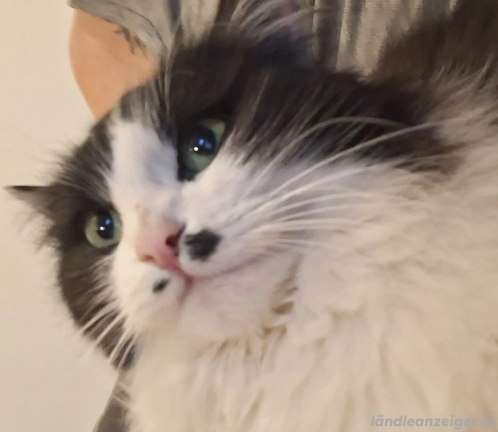 Katze zugelaufen Tisis 