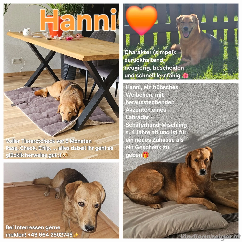 Hanni, eine wunderschöne Hunde Dame