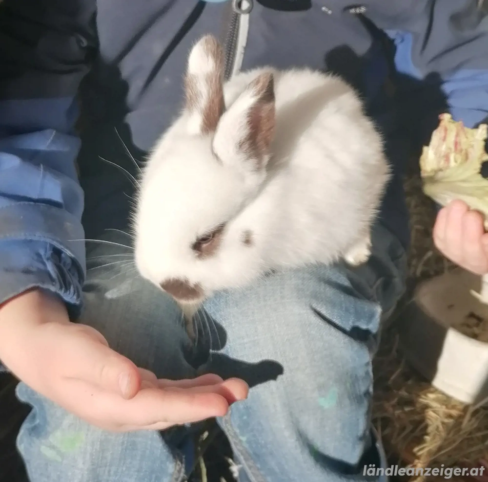 Handzahme Babyhasen zu verschenken