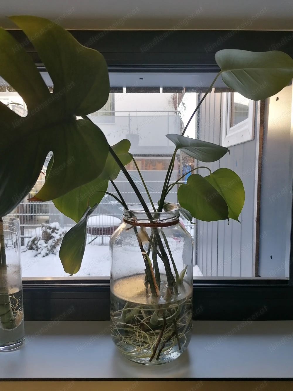 Monstera Steckling Zimmerpflanze