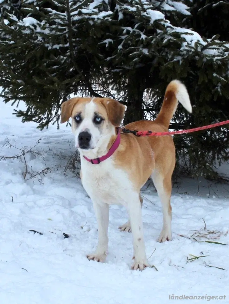 Jessie sucht ein aktives Leben