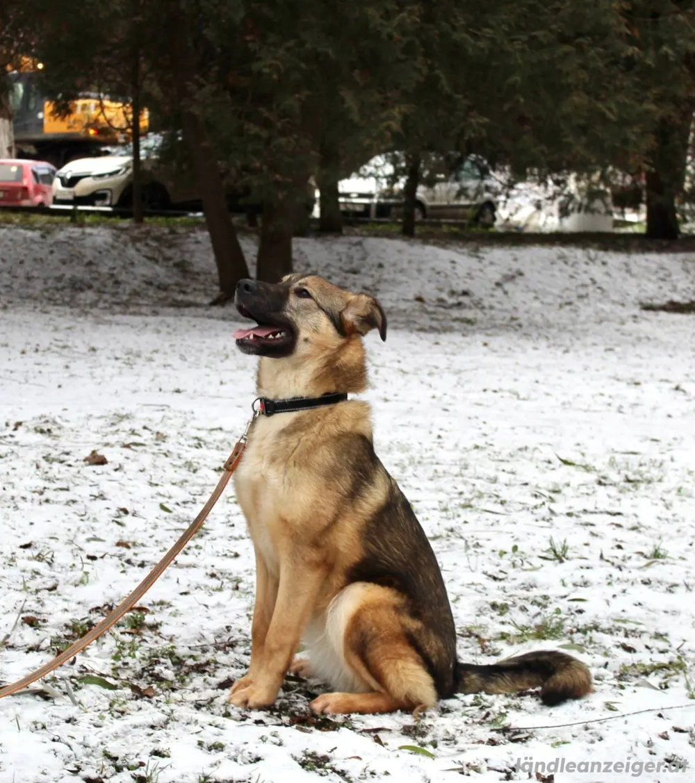 Wundervolle Lapa sucht ihre treuen Menschen