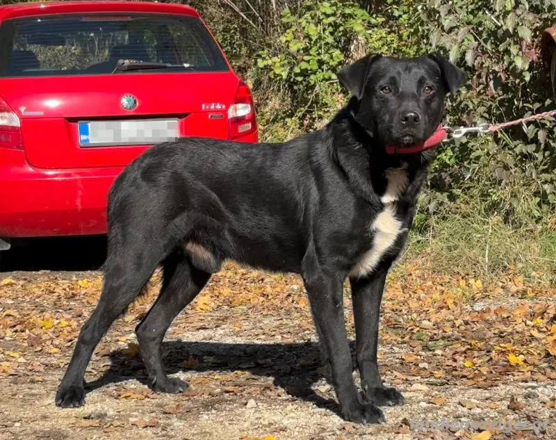 Wind freut sich auf ein liebevolles Zuhause