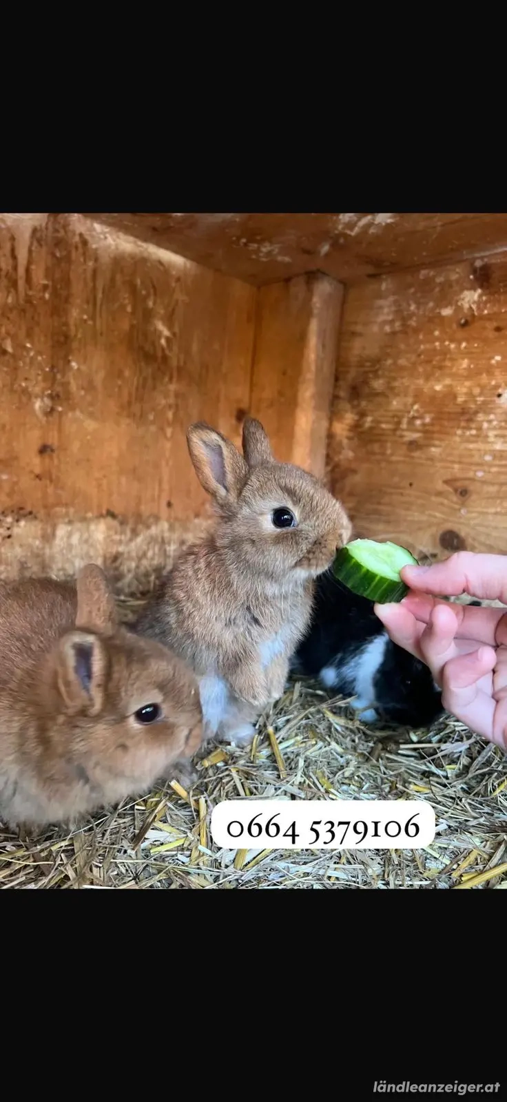 10 Wochen alte Zwerg Hasen 