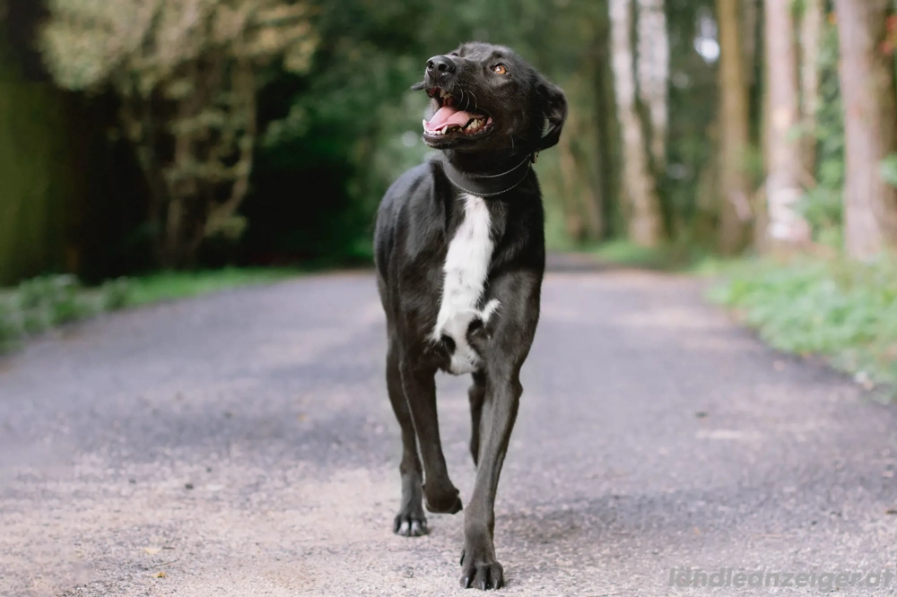 Anhänglich Loki will nach hause