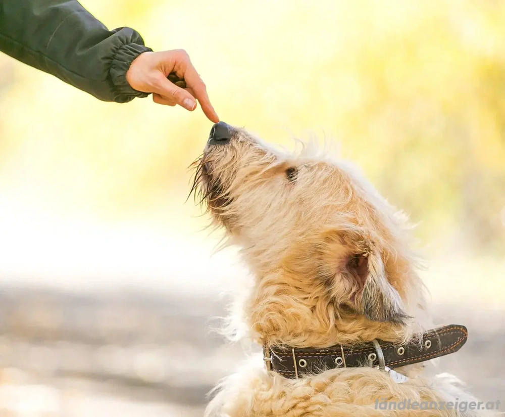 Willie sucht liebevolle Menschen
