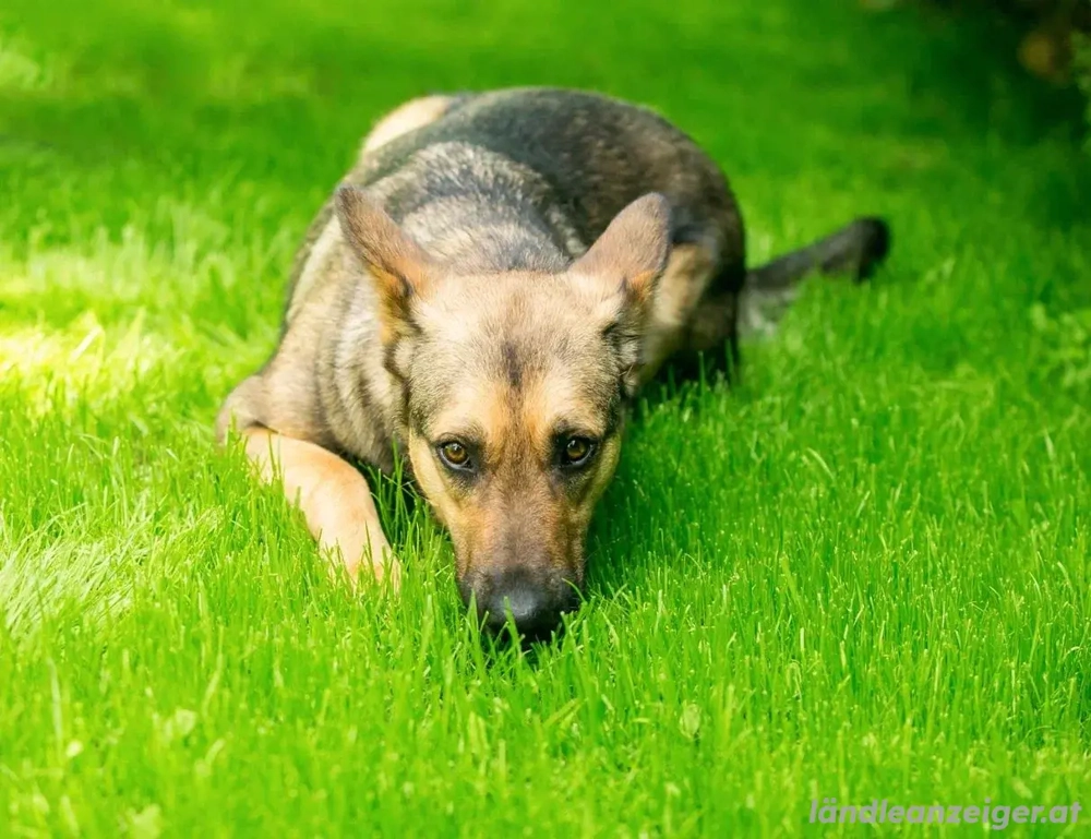 Warmherzige Leya sucht warmherzige Menschen 