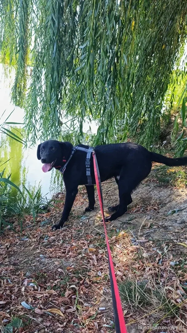 Freundlicher Justin liebt das Leben