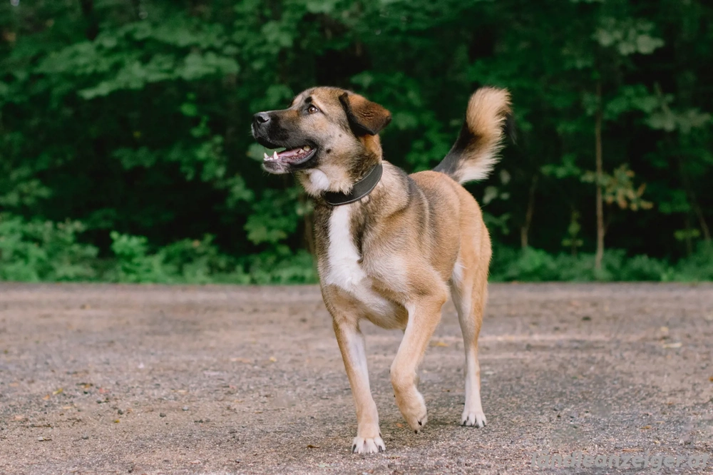 Aksi möchte ihre ganze Liebe zeigen