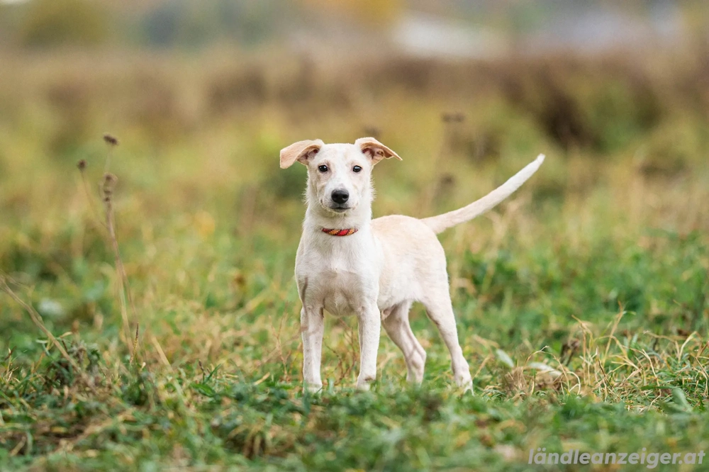 Zuckersüßer Cream sucht warmes Körbchen