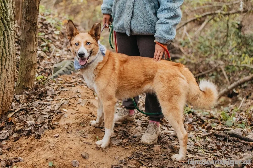 Aktive Mira sucht aktive Menschen