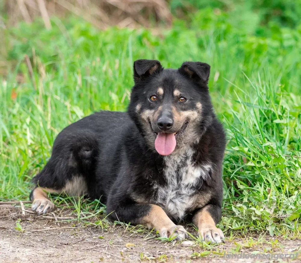 Sensible Mukha sucht verständnisvolle Menschen