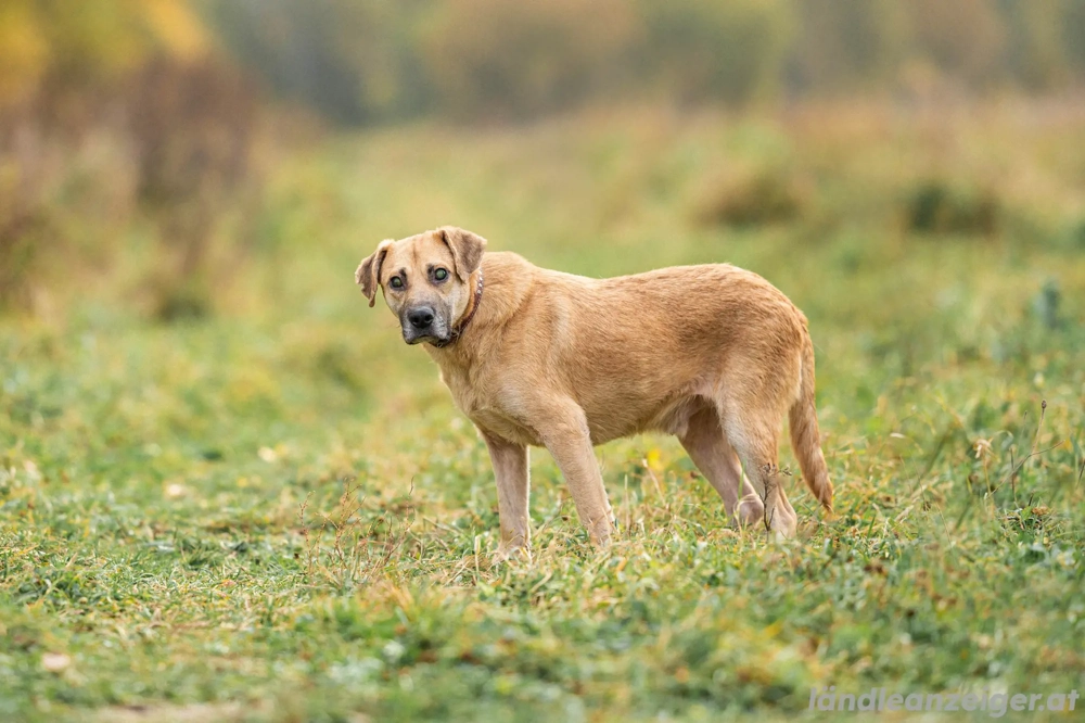 Blind und Taub sucht Pryanik seine Familie