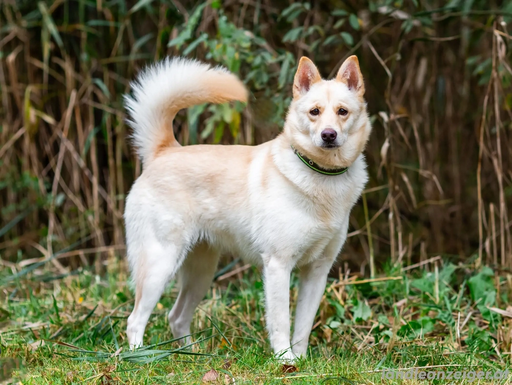 Weiße Schönheit Elsa sucht Familie