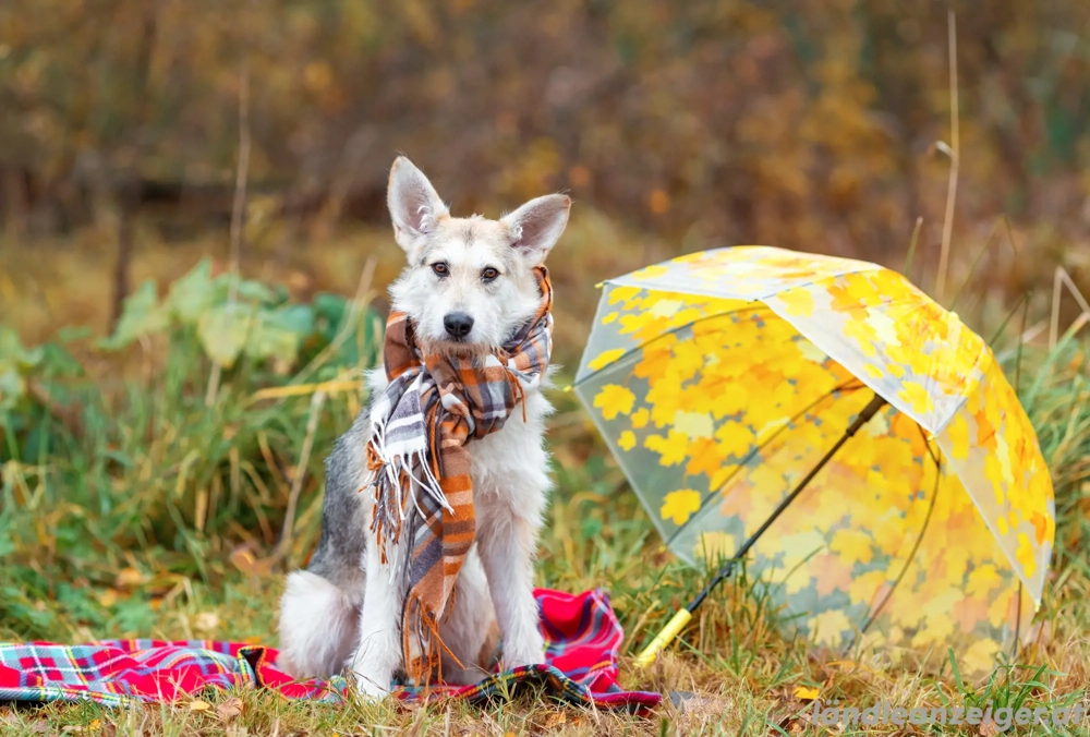 Freundliche Belka sucht liebevolle Familie