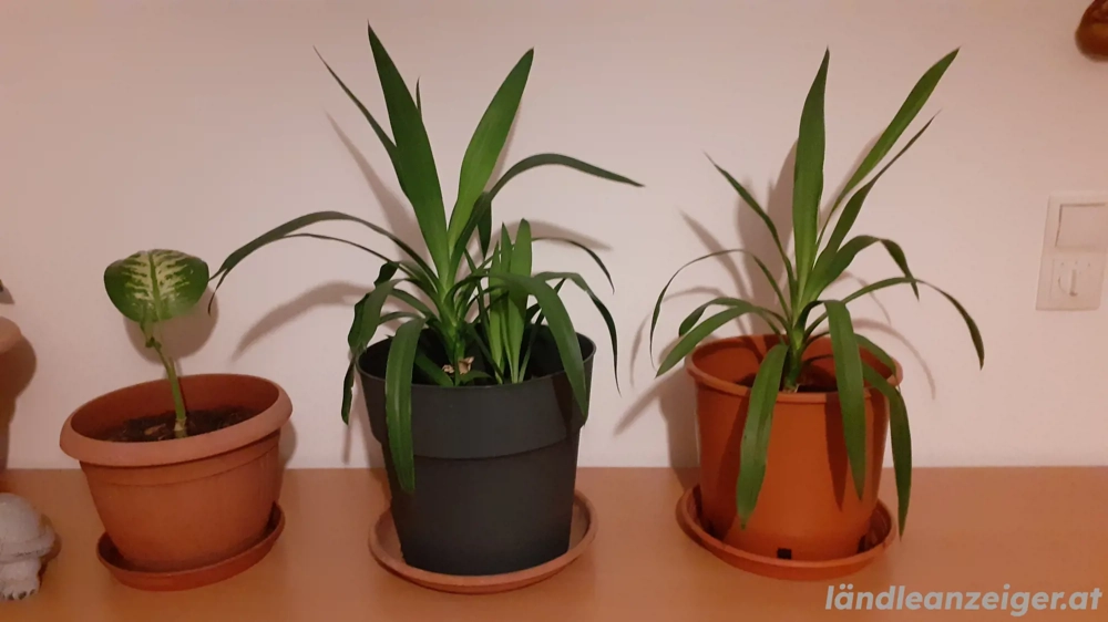 Yucca Palme um je 10.- Euro zu verkaufen