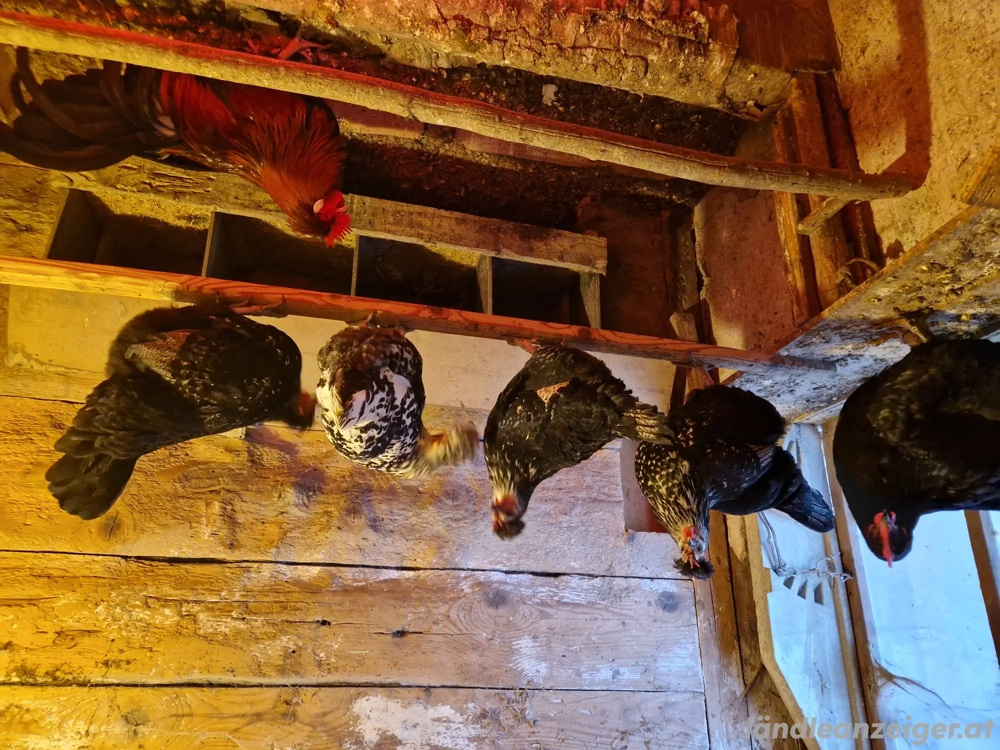 Hahn mit 5 Hennen