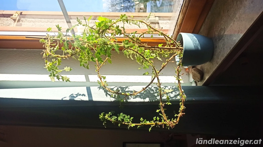 Pflanze Rosenweihrauch