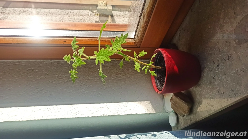 Pflanze Rosenweihrauch