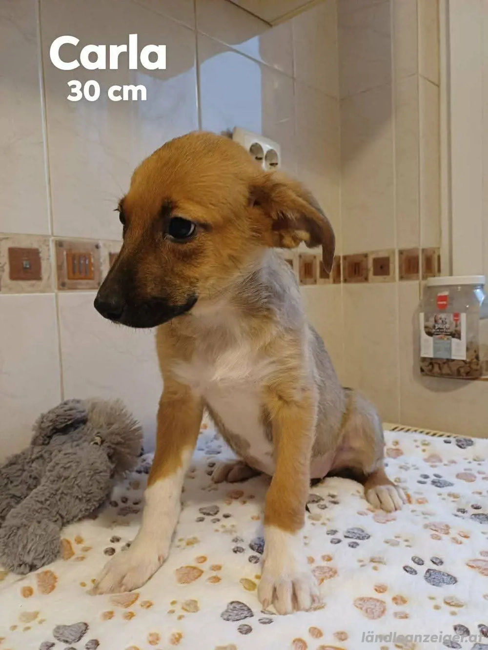 Unsere C-Welpen suchen ihre für immer Familie