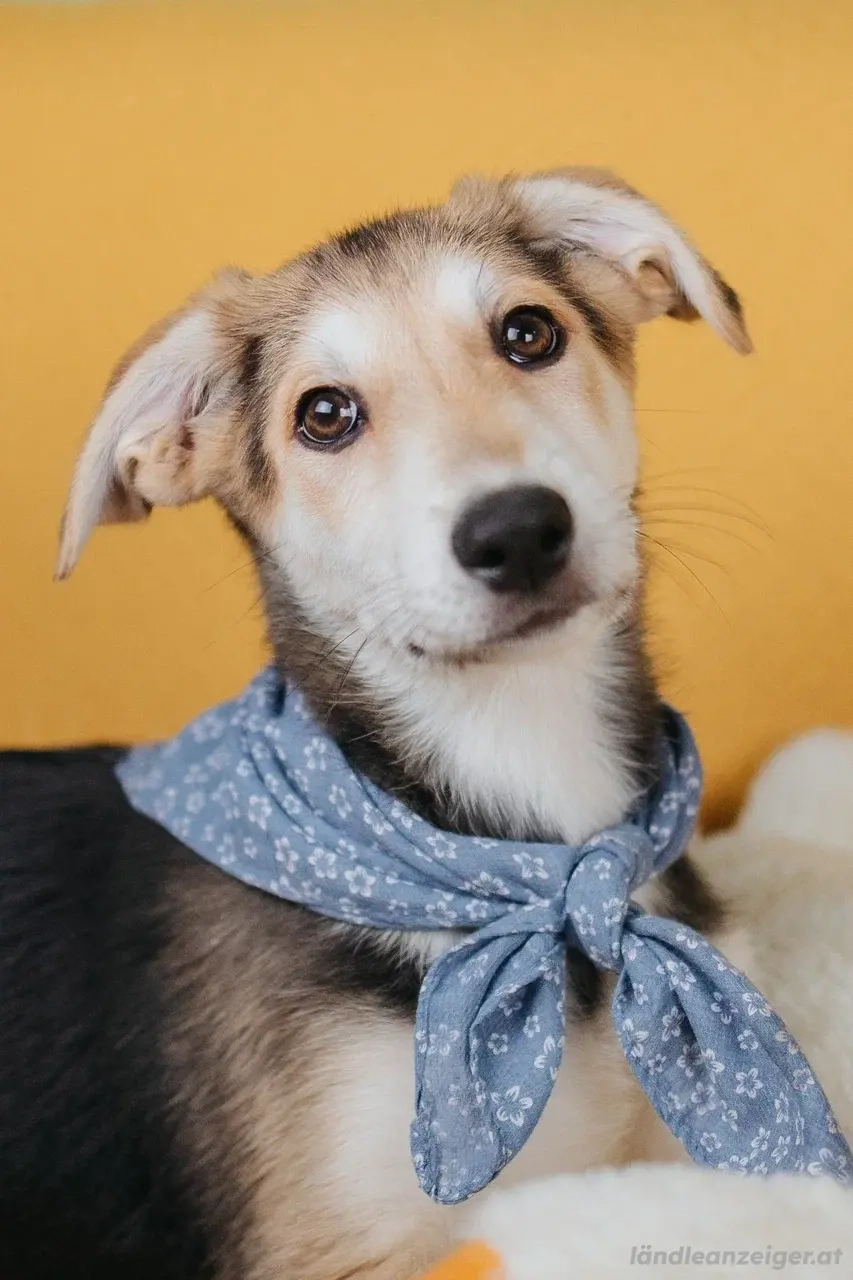 Zuckersüße Luna sucht ihre Familie