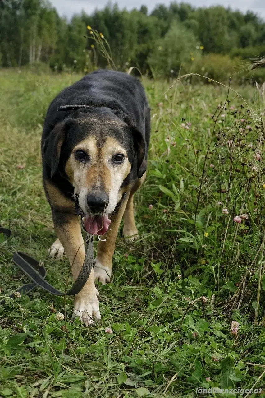 Dania sucht Endplatz für immer