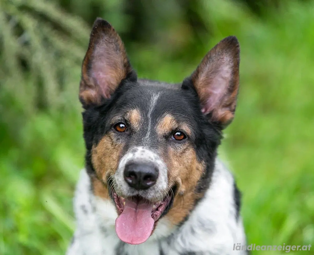 Liebevoller Miron sucht seine Menschen