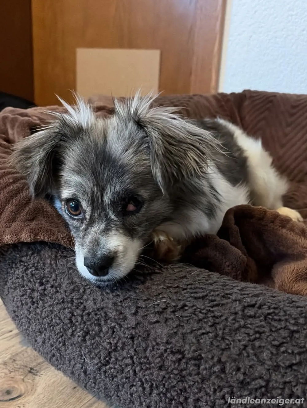 Kaja - eine kleine mit viel Herz