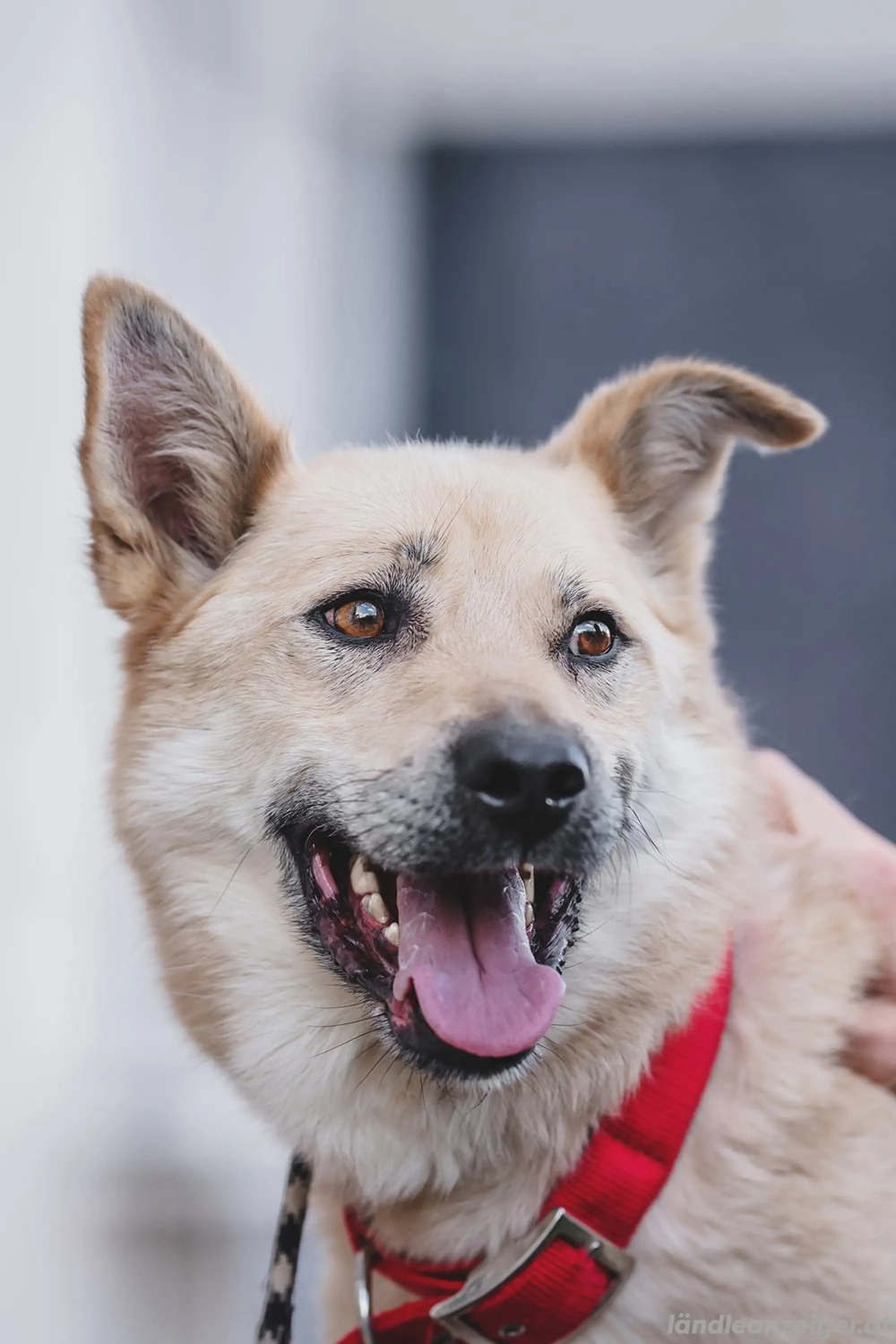 Skye treue Seele sucht ....