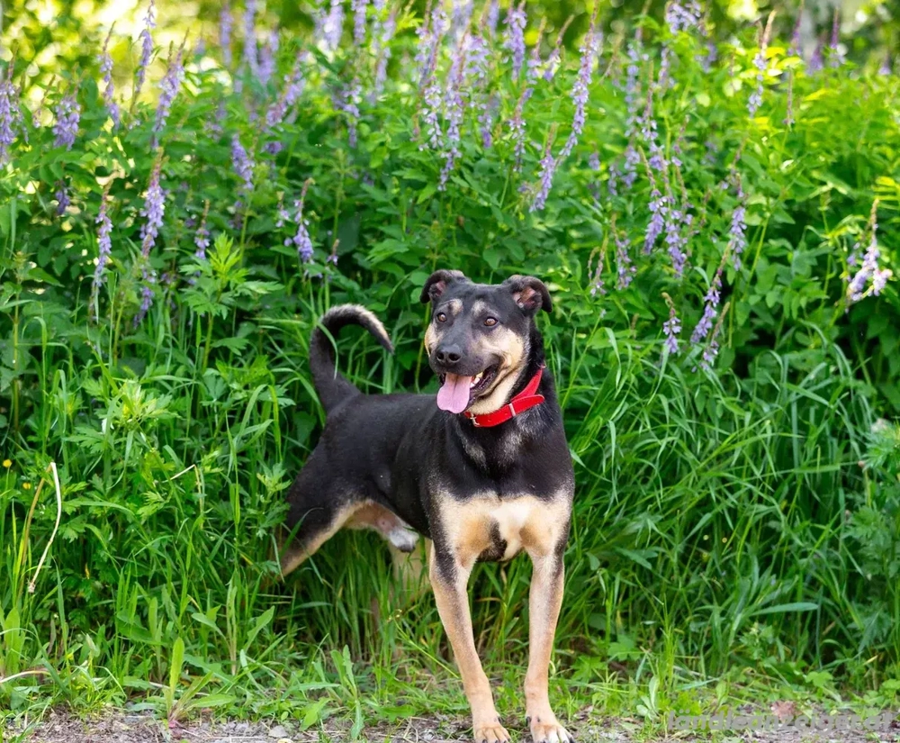 Sean sucht seine Begleiter fürs leben