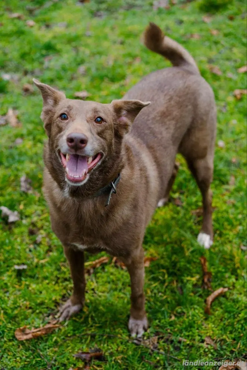 Hündin Archie sucht ein Zuhause