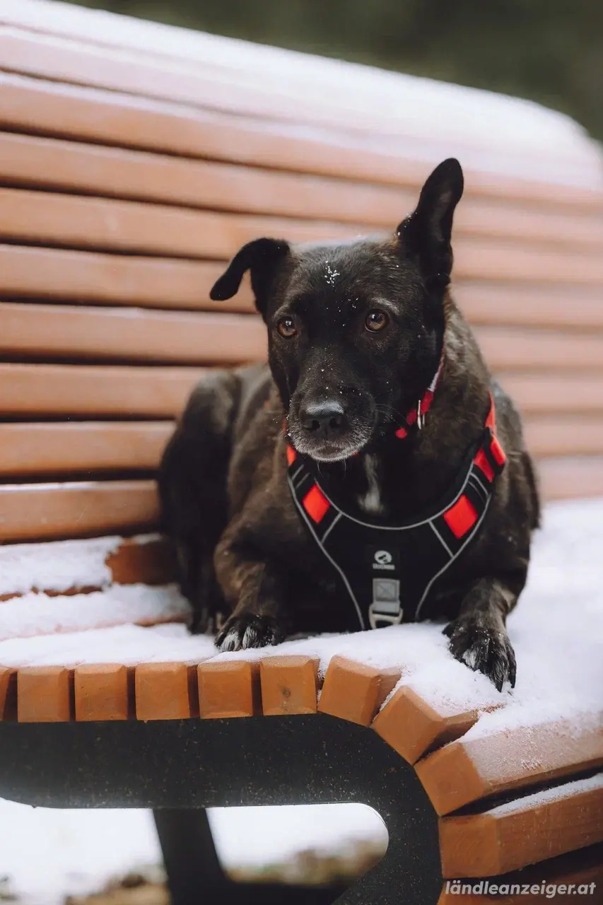 Ziganka sucht liebevolles zu hause