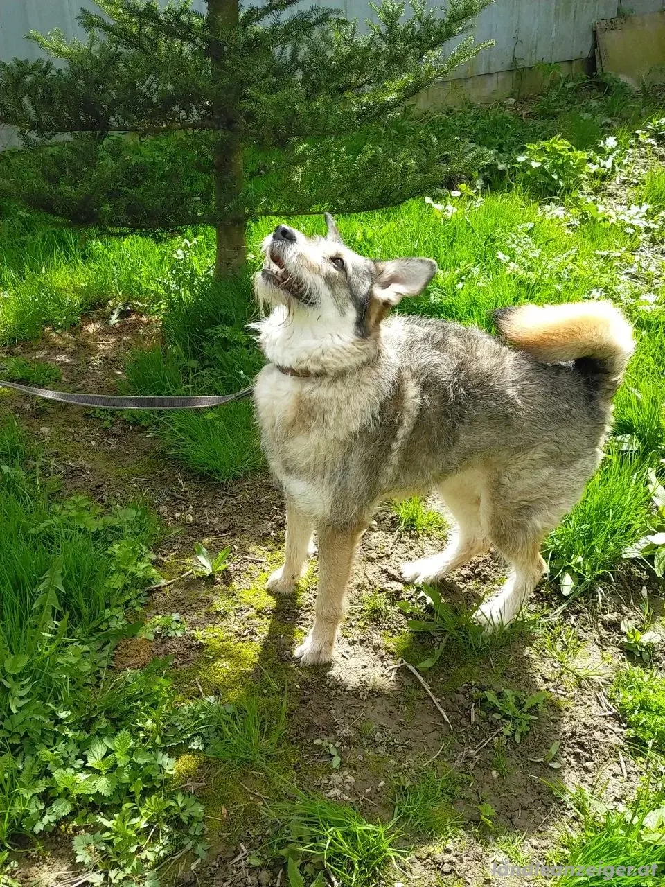 Wuschel Marta wartet auf ihre Menschen