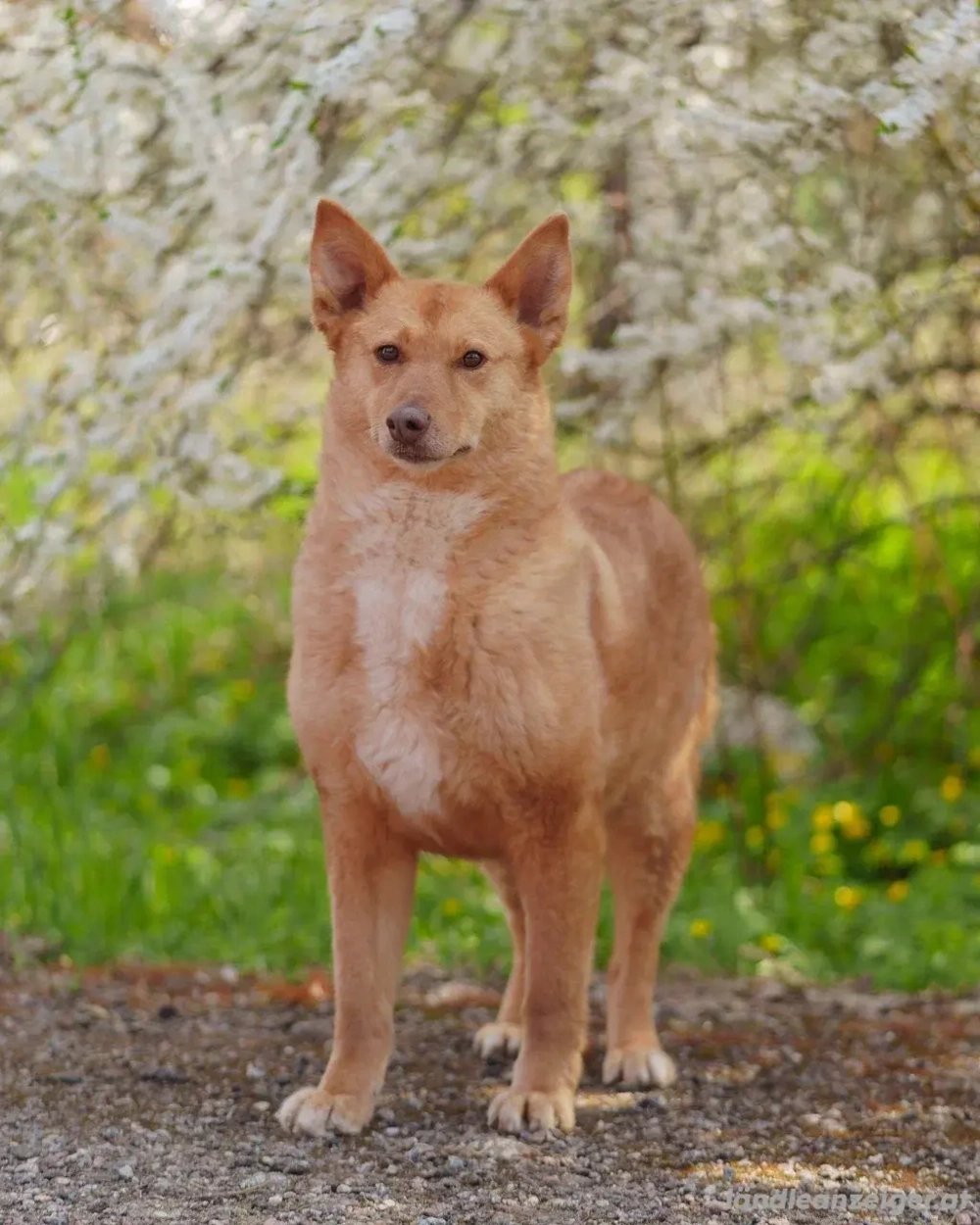 Wunderschöne Vesta sucht ihren platz