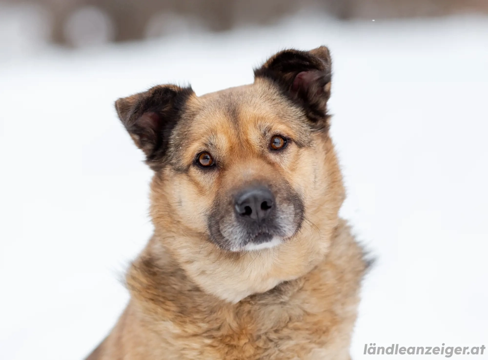 Mukhtar auf drei beinen durchs leben