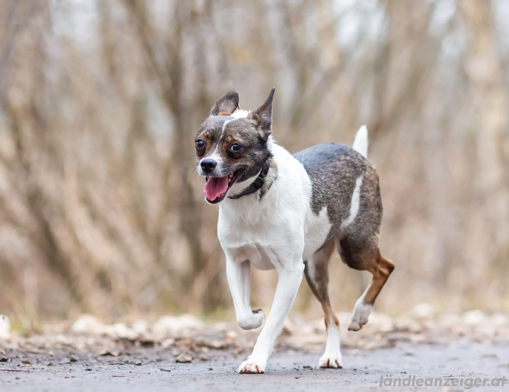 Geselliger Peter sucht dich ...