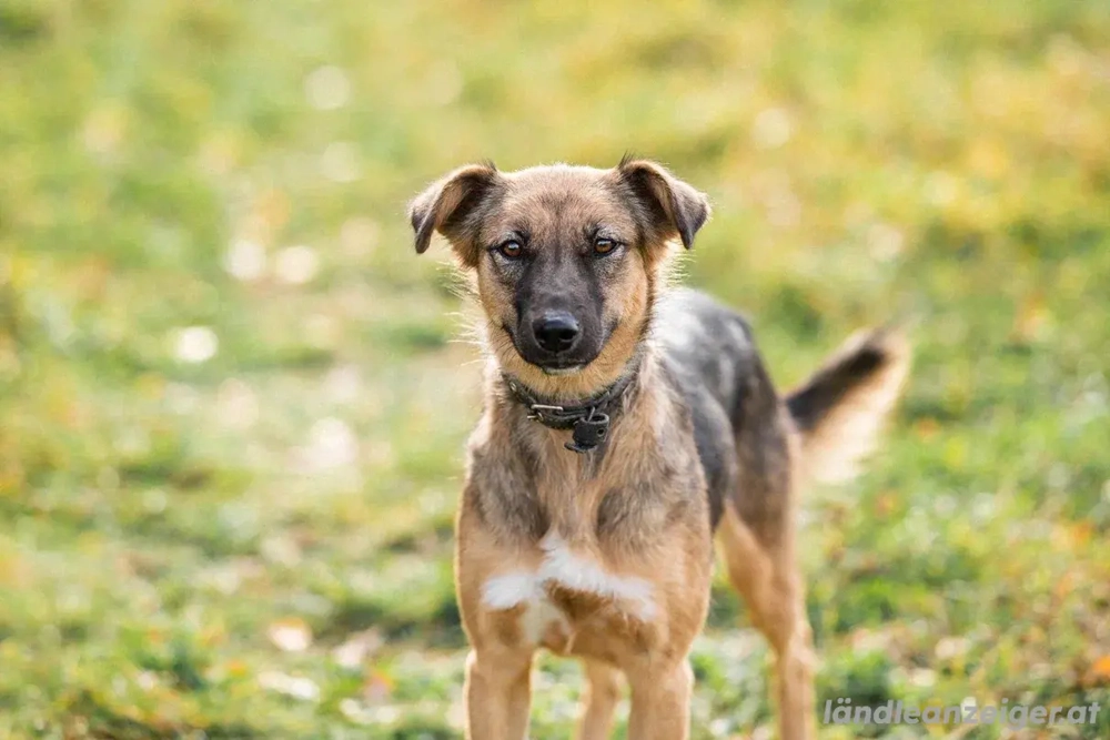 Ruhige Kara sucht ihren Endplatz