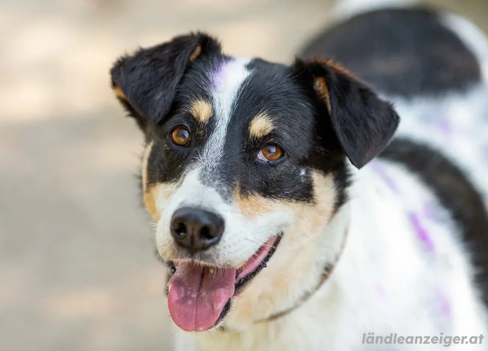 Anhänglich Loki will nach hause