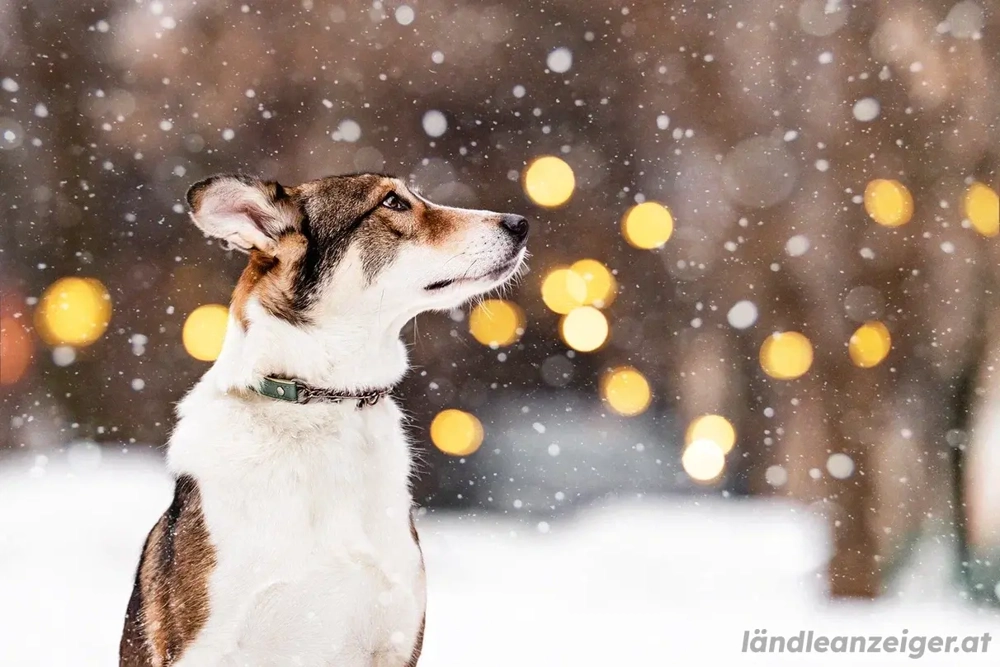 Traum zuhause für Choppy gesucht Geburtsdatum :  