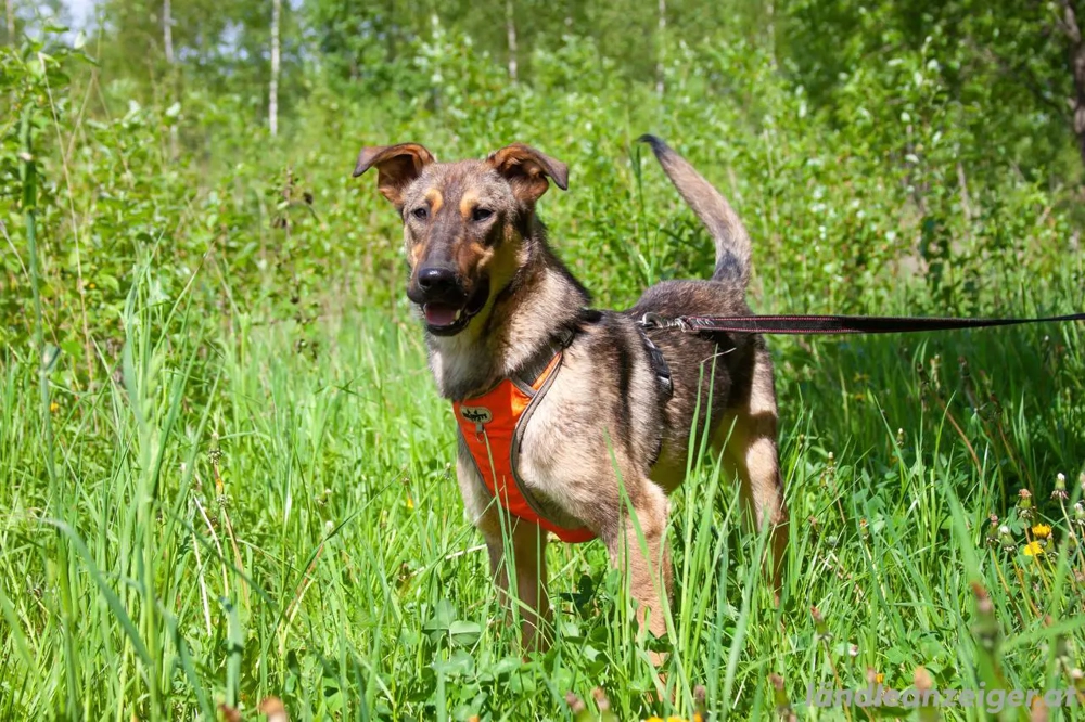 Mutiger Krosh sucht aktive Familie