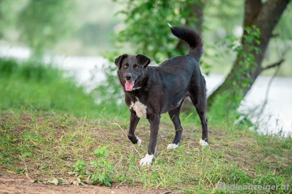 Der freundliche Jack sucht sein Körbchen