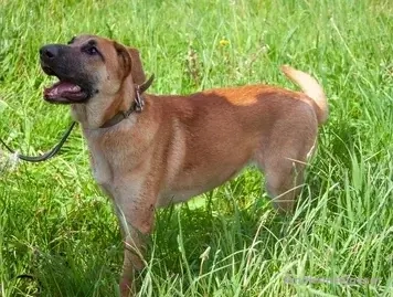 Junge hübsche Leia sucht Familie