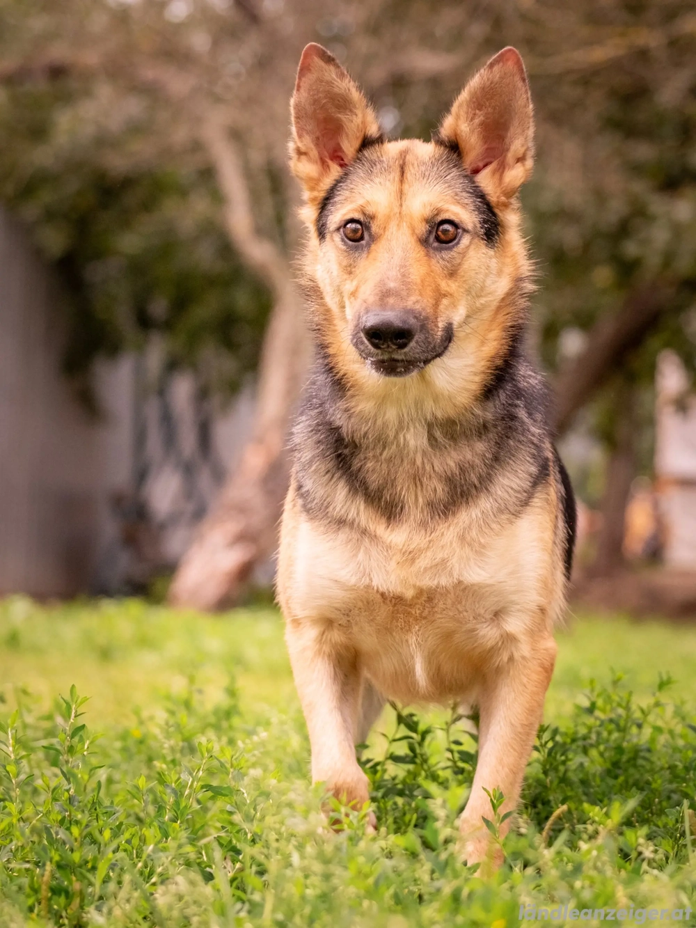 Kann Vishnja dich verzaubern ?!