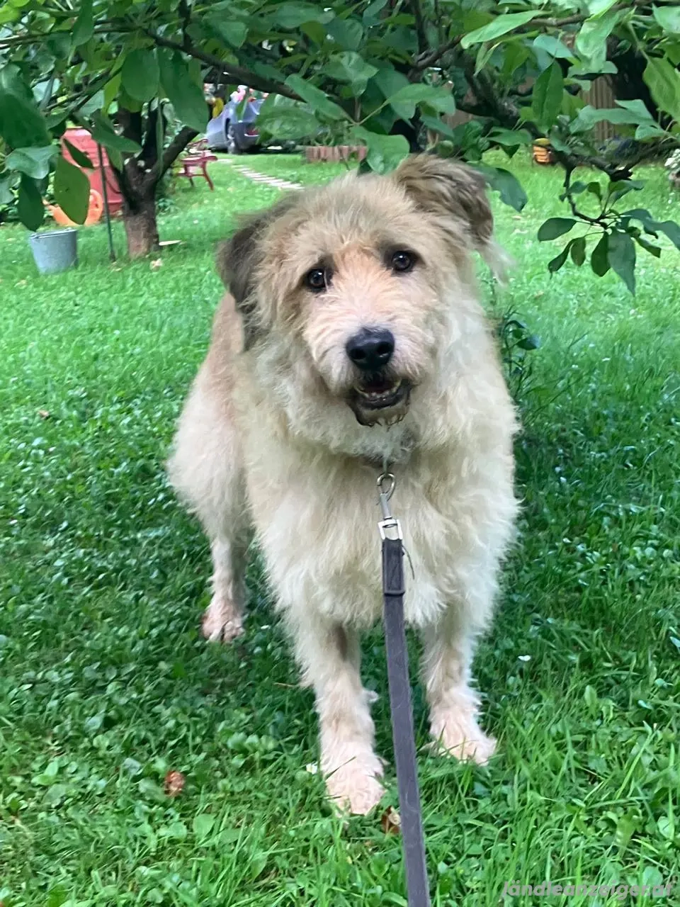 Wer gibt Algerien nochmal eine Chance ?!