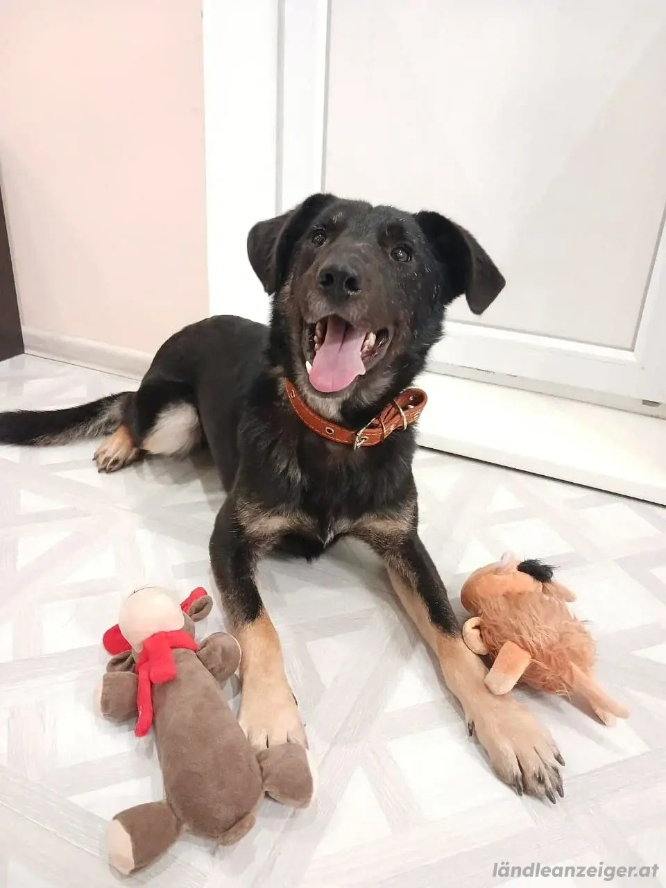 Junger lieber Roni sucht ....