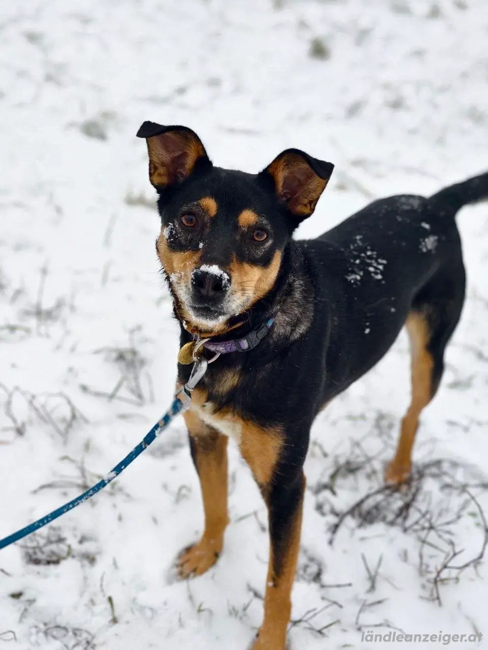 Ruhige Mulya sucht dich ...