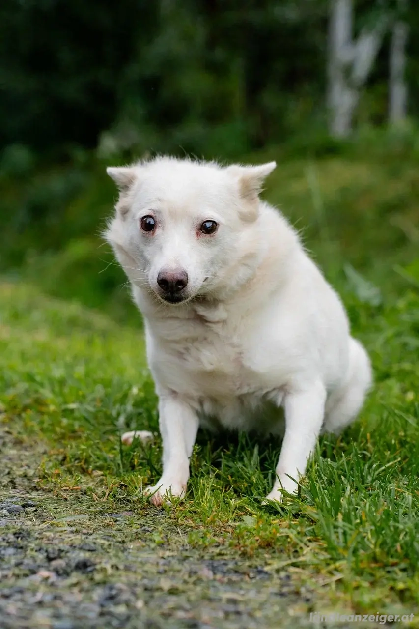 Kleiner weiße Kroki sucht liebevolle Menschen