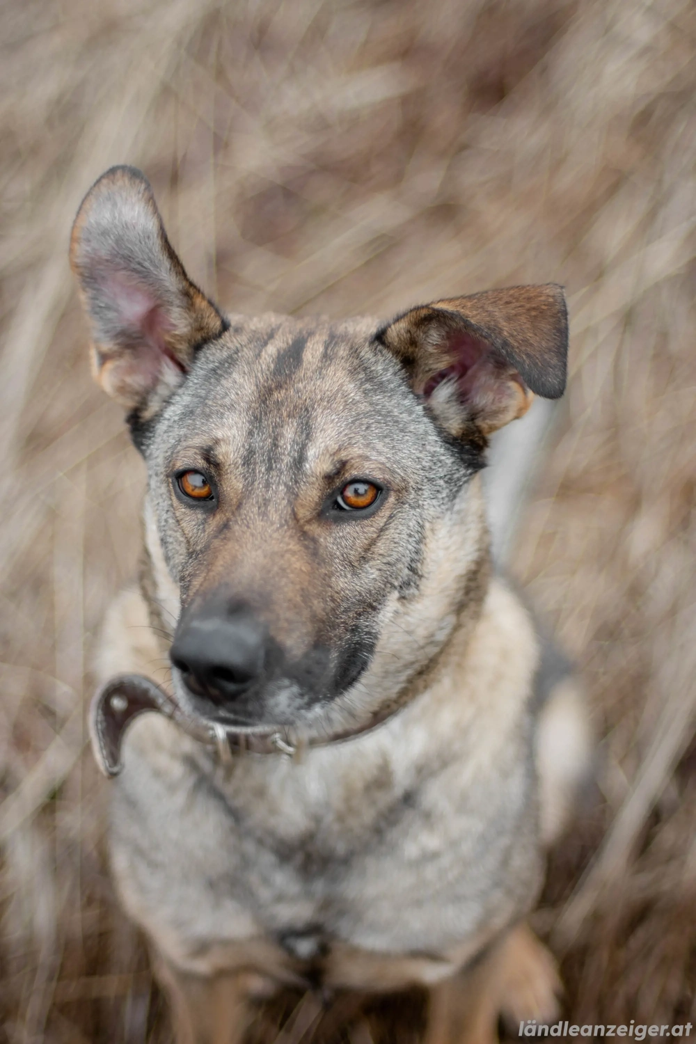 Hübscher Mickey braucht liebe