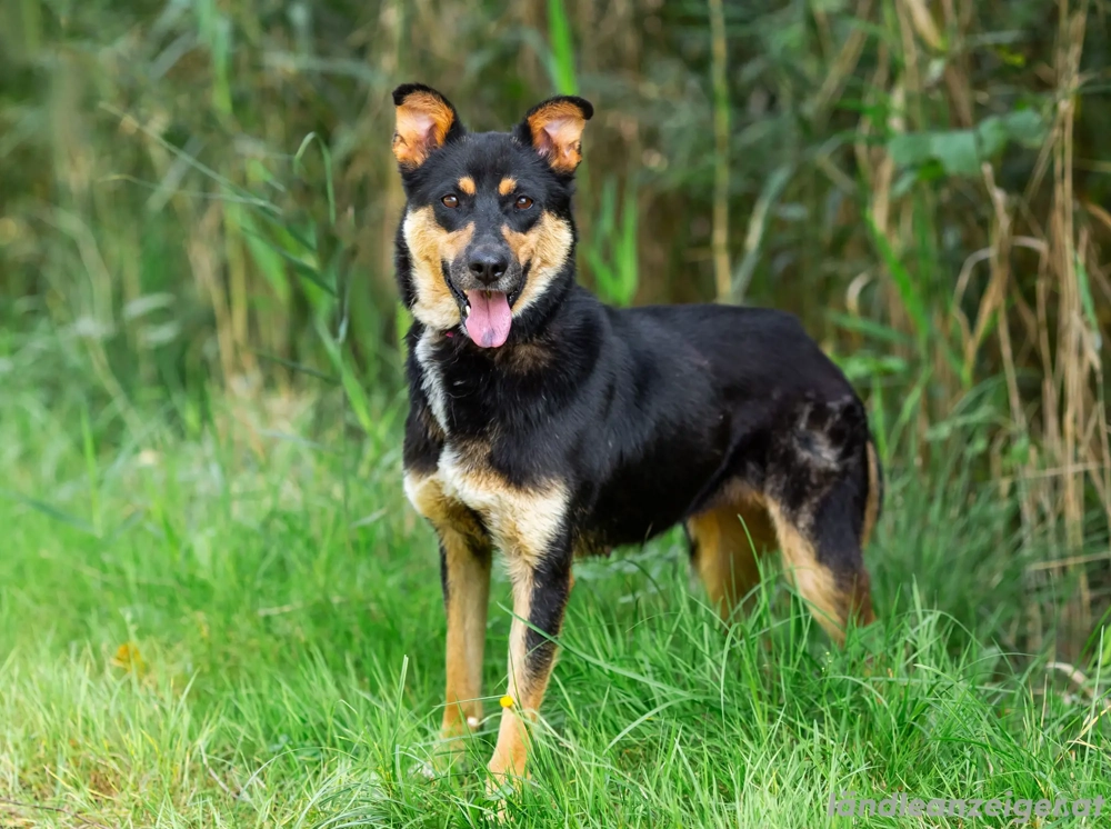 Gesellige Lexi sucht ihren platz für immer