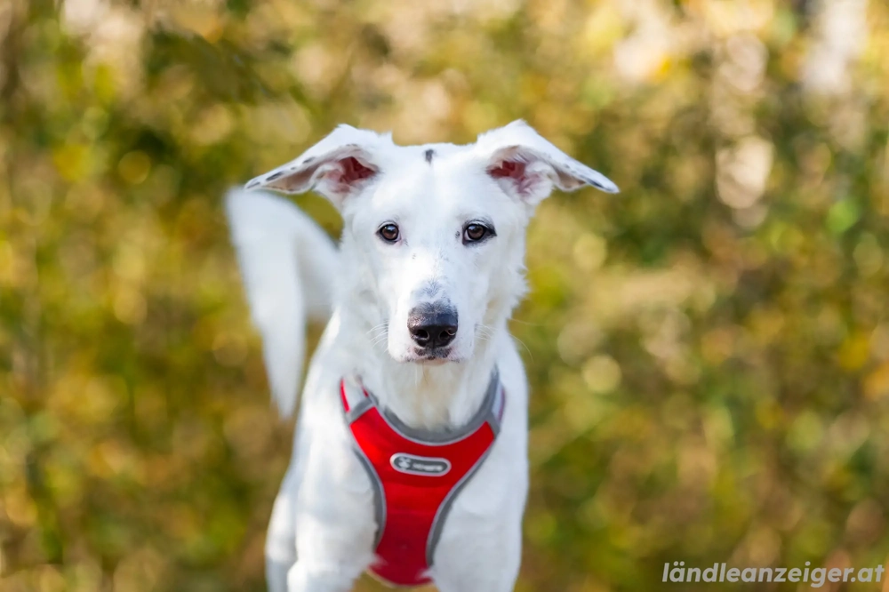 Weißer Uma sucht zu hause